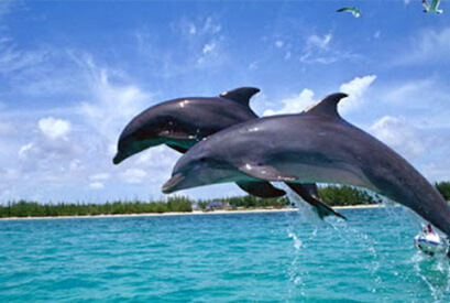Cruice Dolphin Ride