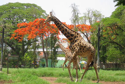 Mysore Zoo