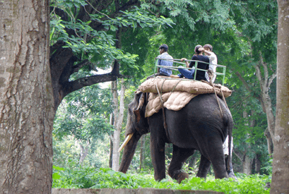 Dubare : Elephants camp